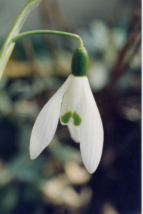  Image name: bucaneve 4.jpg 
 width: 585 pixel 
 height: 877 pixel 
 Size: 29127 bytes 
 Click to enlarge 